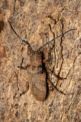 Cerambycoidea
