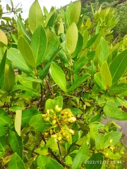 Syzygium guineense