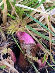 Angelica archangelica