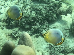 Chaetodon trifasciatus