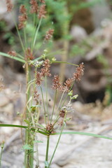 Cyperus lucidus