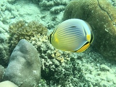 Chaetodon trifasciatus