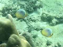 Chaetodon trifasciatus