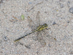 Austrogomphus guerini