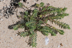 Euphorbia mesembryanthemifolia