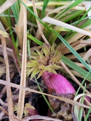 Angelica archangelica