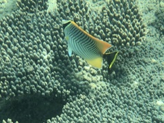 Chaetodon trifascialis