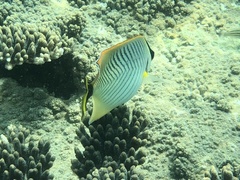 Chaetodon trifascialis