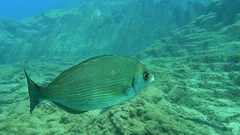 Spondyliosoma cantharus