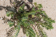 Euphorbia mesembryanthemifolia