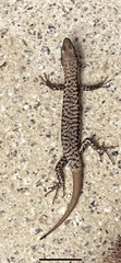 Concinnia tenuis