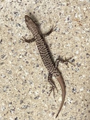 Concinnia tenuis