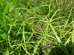 Cyperus aromaticus