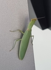 Orthodera ministralis