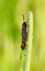 Zygaena filipendulae