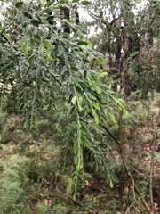Acacia howittii