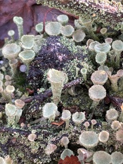 Cladonia chlorophaea