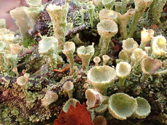 Cladonia chlorophaea