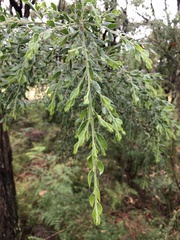 Acacia howittii