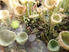 Cladonia chlorophaea