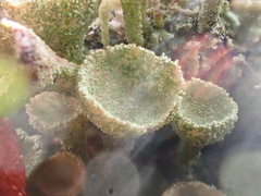 Cladonia chlorophaea