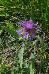 Centaurea nervosa