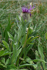 Centaurea nervosa