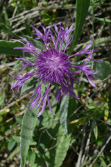 Centaurea nervosa