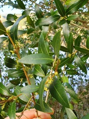 Phillyrea latifolia