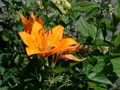 Lilium bulbiferum
