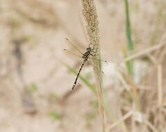 Eusynthemis virgula