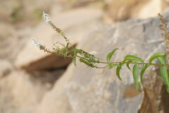 Veronica derwentiana