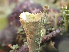 Cladonia chlorophaea