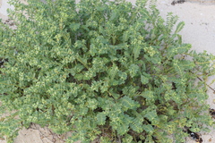 Euphorbia mesembryanthemifolia