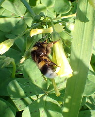 Bombus terrestris lusitanicus
