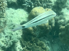 Parupeneus barberinus