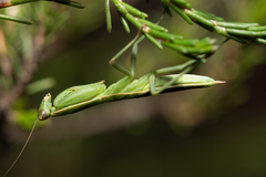 Orthodera