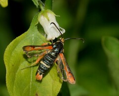 Pyropteron chrysidiforme