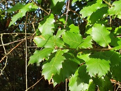 Castanea sativa