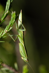 Orthodera