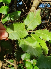 Castanea sativa