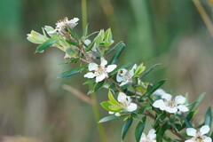 Leptospermum lanigerum