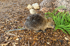 Setonix brachyurus