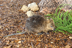 Setonix brachyurus