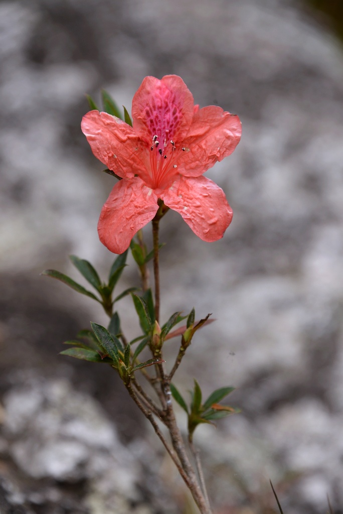 Rhododendron hainanense (Rhododendron hainanense)