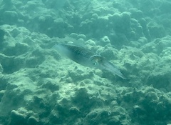 Sepioteuthis lessoniana