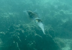 Sepioteuthis lessoniana