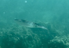 Sepioteuthis lessoniana