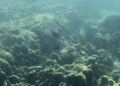 Sepioteuthis lessoniana