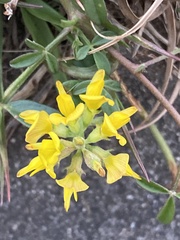 Listia bainesii